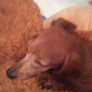 Meet your Posher, Donna